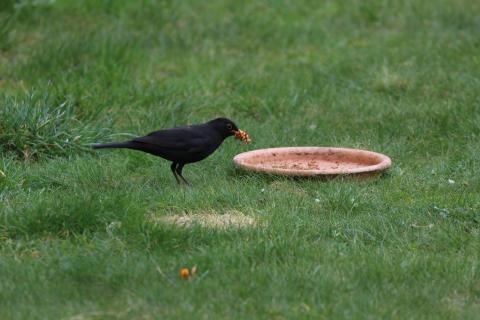 Amsel mit Mehlwürmern