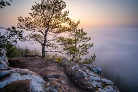 Sonnenaufgang im Pfälzerwald