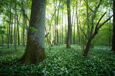 Blütezeit im Bärlauchwald