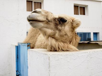 Strandkamel in Hammamet 