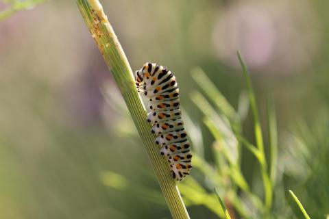 Raupe des Schwalbenschwanzes