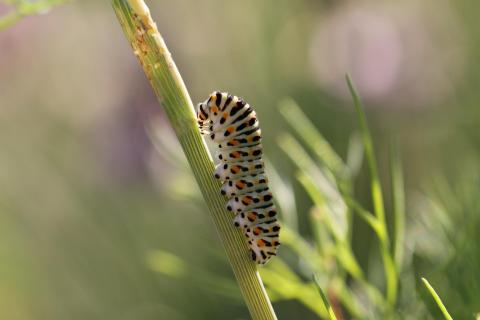 Raupe des Schwalbenschwanzes