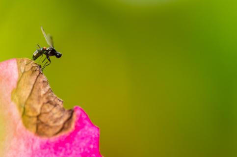 Abflug einer kleinen Fliege