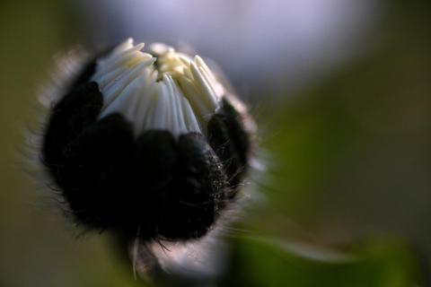 Gänseblümchen, geschlossen