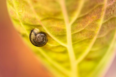 Kleine Schnecke auf einem gelben Blatt