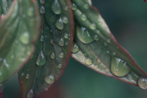 Regentropfen an kleinen Blättern