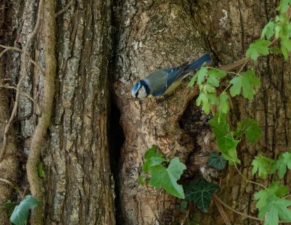 Blaumeise