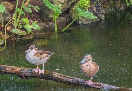 Enten unter der Dusche