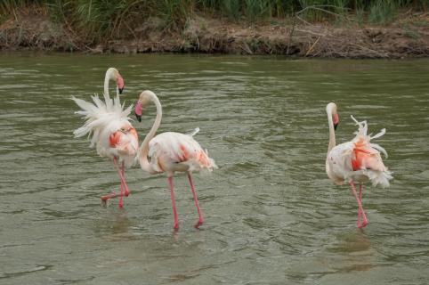 Flamingos im Tanz