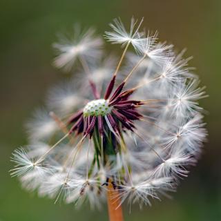 Pusteblume