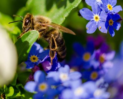 Biene im Blumenbad