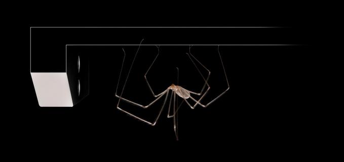 The Spider