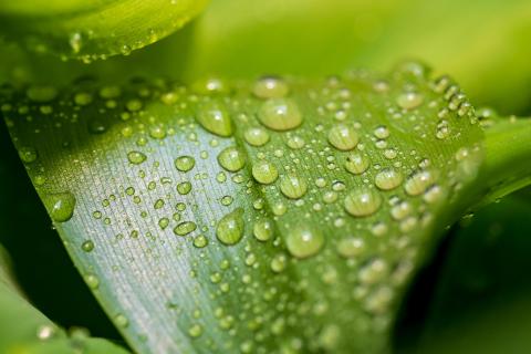 Wassertropfen auf Blatt