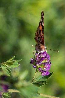 Distelfalter Schmetterling