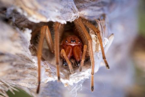 Ammen-Dornfinger Spinne im Nest