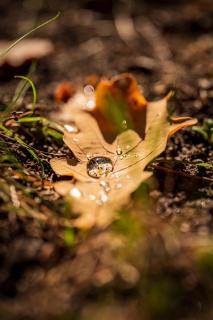 Wassertropfen auf Blatt