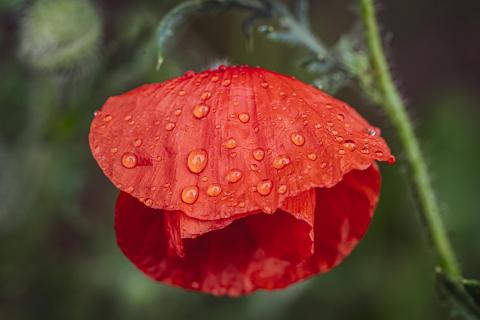  Wassertropfen auf Mohnblume