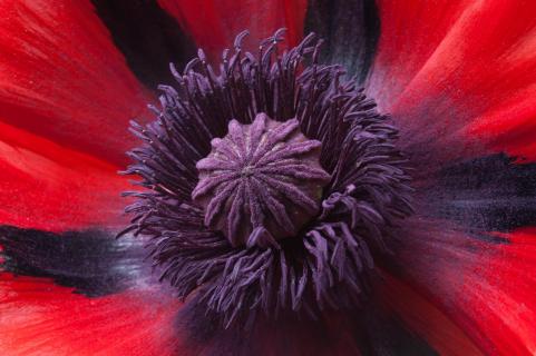 Türkischer Mohn