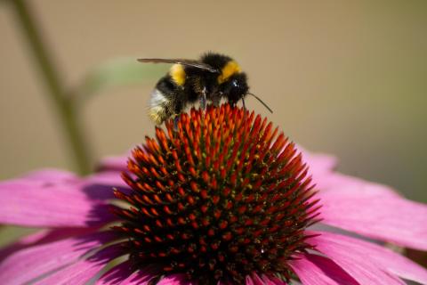 Besuch einer Hummel