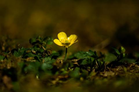 Butterblümchen