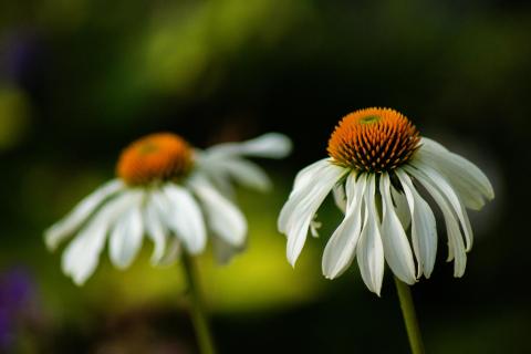 Echinacea