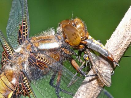 Libelle frisst