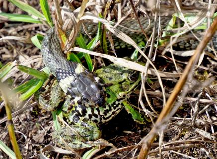 Schlange frisst Frosch