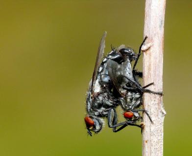 Fliegenpaarung am Halm