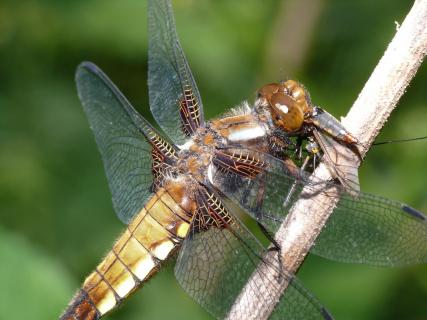 Libelle frisst