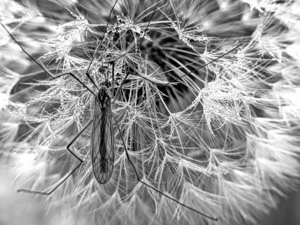 Ganter auf Pusteblume