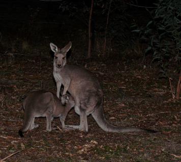 Känguru mit Baby