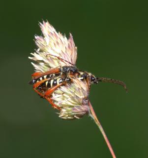 Hochbetrieb