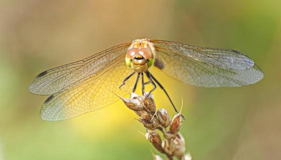 schöne Libelle
