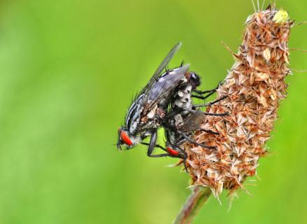 Fliegenpaar