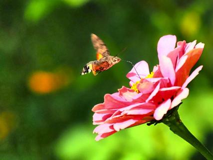 Taubenschwänzchen im Flug