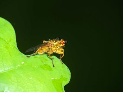 Fliege mit Wassertropfen