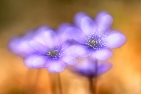 Aquarell Hepatica nobilis (1 von 1)