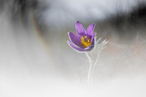 Glasblume