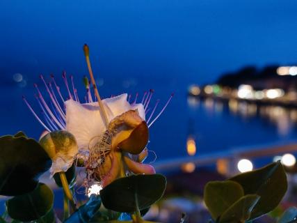Capperi Limone sul Garda