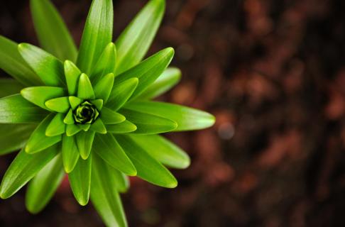 Small Green