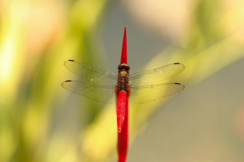 Symmetrie