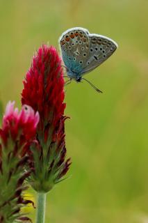 Schmetterling