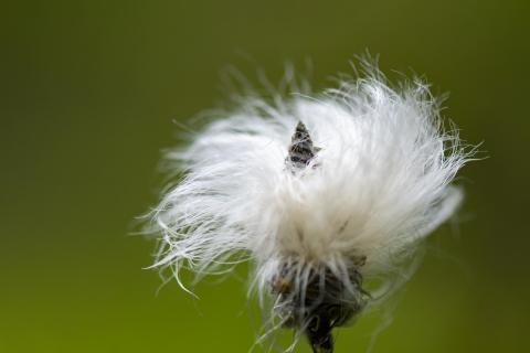 Flauschiges Wollgras