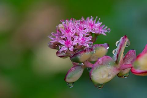 Sedumblüte nach dem Regen