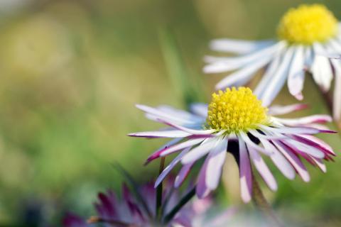 Gänseblümchen