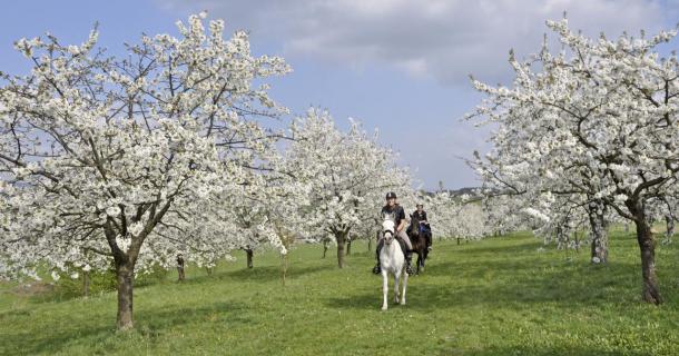 Ritt durch den Frühlingsgarten