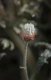 Tropfen auf Gänseblümchen