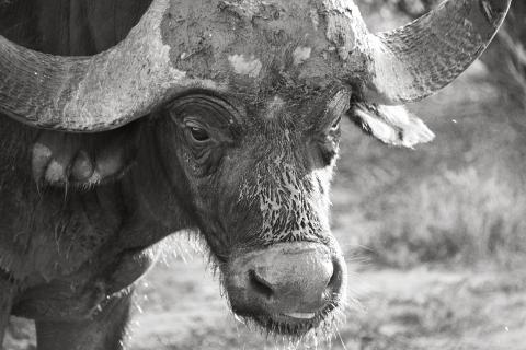 Buffalo Encounter