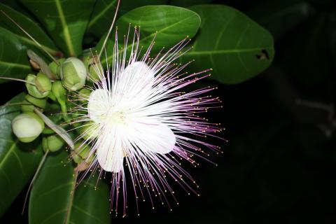 Blüte des Barringtonia asiatica