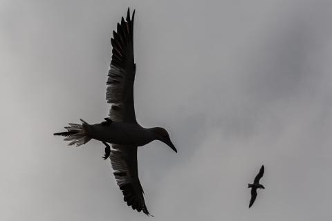 basstölpel im überflug